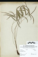 藏品(岩鳳尾蕨)的圖片